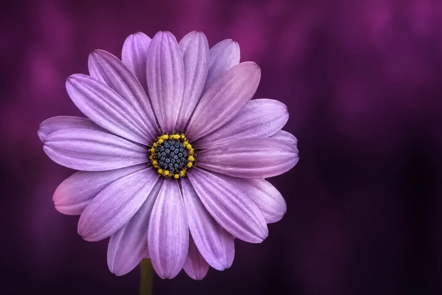 The source artwork: a violet daisy on a deep purple background, with the flower toward the left edge.